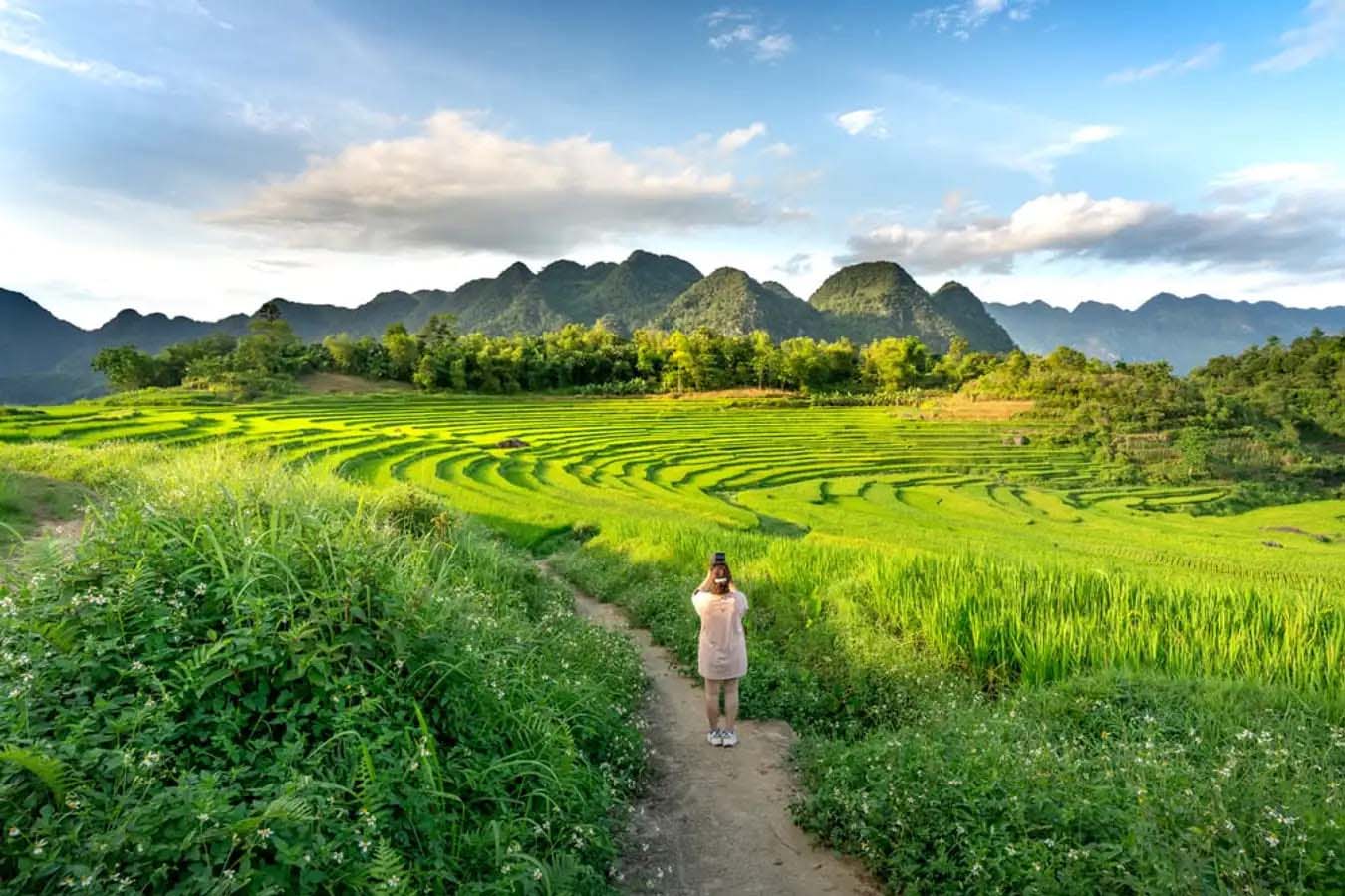 pu luong vietnam - rice field in vietnam